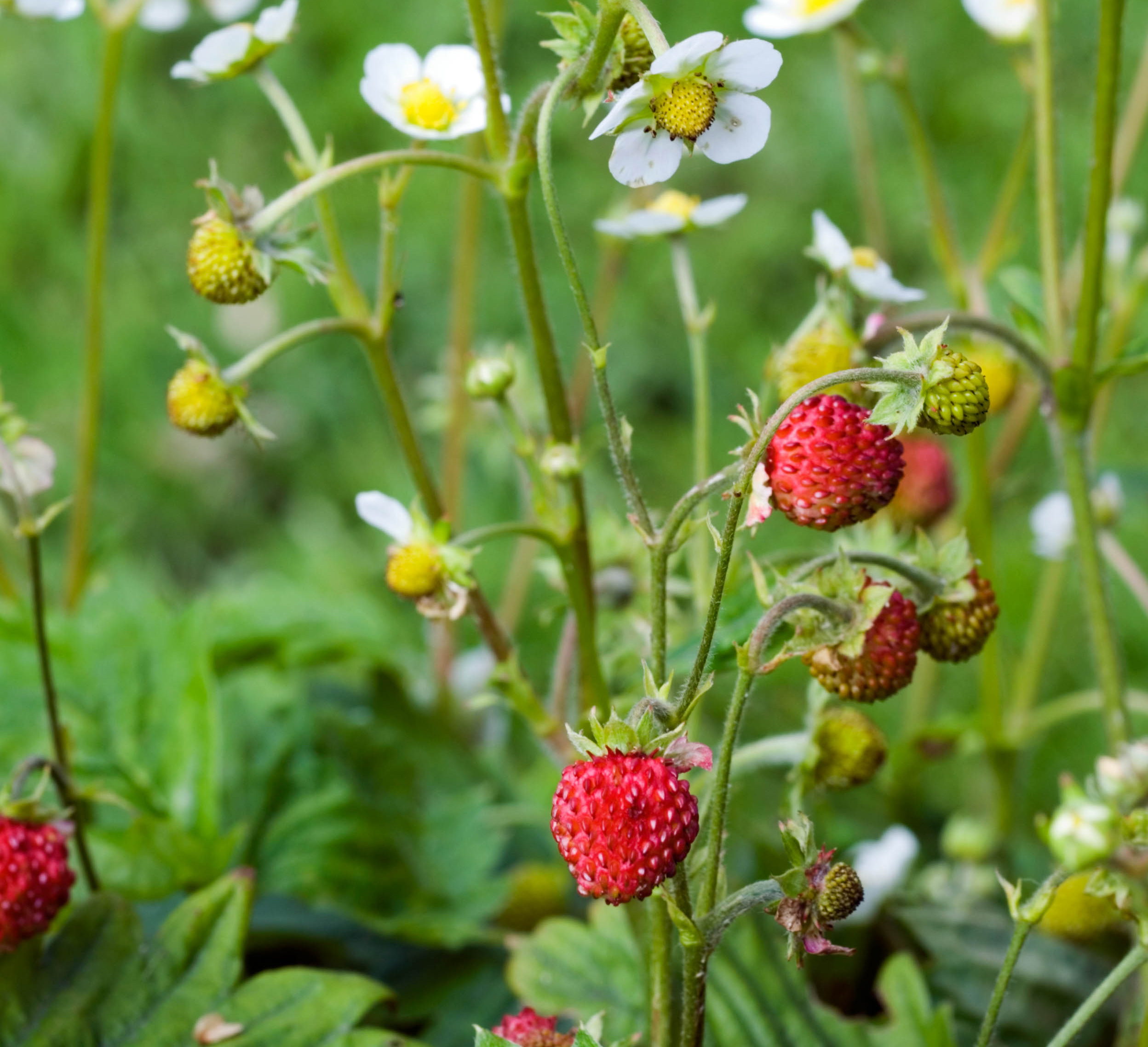 Growing wild alpine strawberries